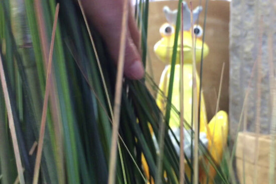 Gras und Frosch