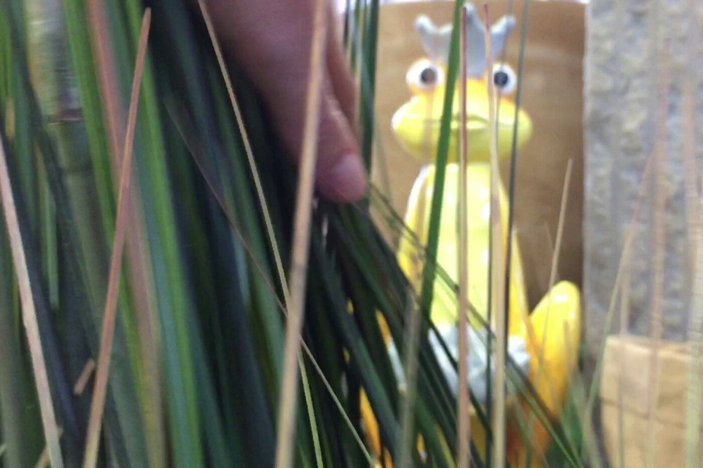 Gras und Frosch