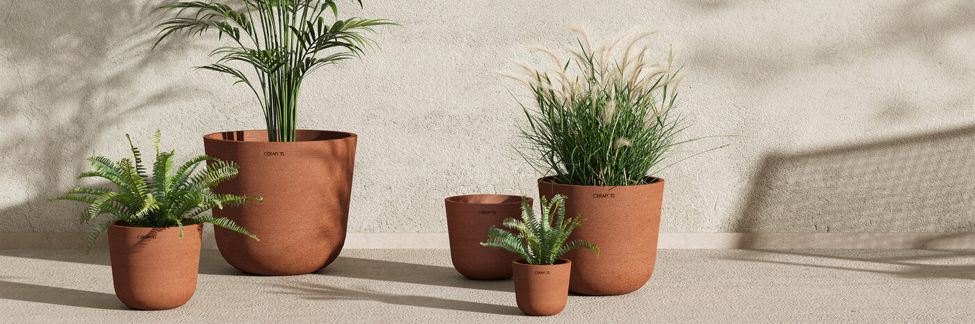 Différentes plantes d'intérieur dans des pots de plantes de Cerapots